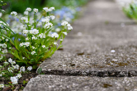 Fleurs trottoirs