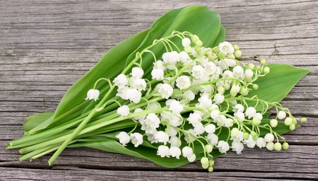 Muguet